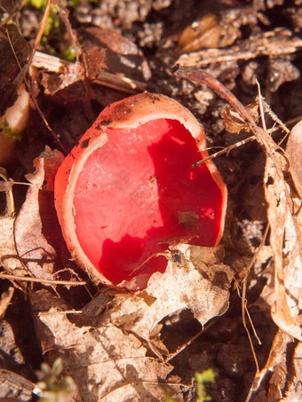 关闭蘑菇森林地板上朱红色精灵杯红色的