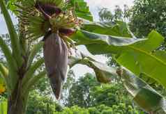 香蕉树群日益增长的成熟的绿色香蕉香蕉三