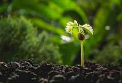 幼苗植物日益增长的土壤自然背景