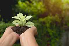 人类手持有绿色小植物生活概念生态re