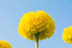 特写镜头黄色的花背景宏黄色的花