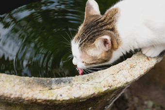 肖像<strong>猫喝水</strong>泰国