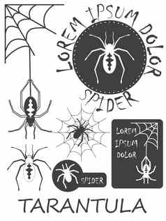 集古董蜘蛛标签徽章设计元素