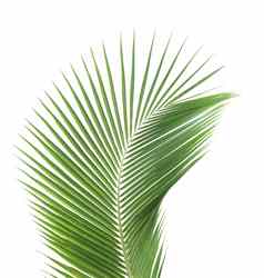 绿色椰子叶孤立的白色背景