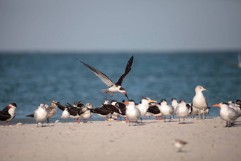 群黑色的除油船燕鸥林科普斯尼日尔海滩蛤