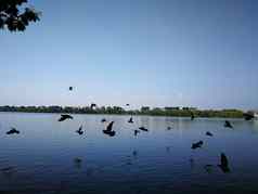 鸽子鸟飞行天空自然湖泰国公共