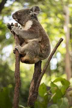 可爱的澳大利亚考拉休息一天