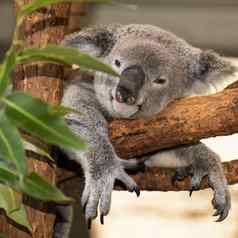 可爱的澳大利亚考拉休息一天
