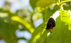 黑色的橙色红色的Atala蝴蝶被称为欧迈俄斯Atala