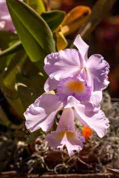 紫色的卡特利亚兰花花