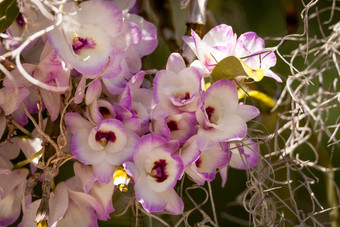 白色紫色的石斛兰花