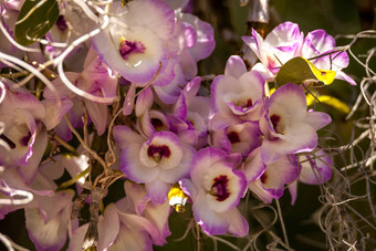 白色紫色的石斛兰花