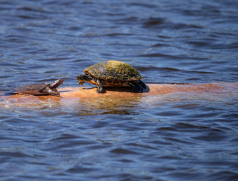 软壳乌龟阿帕隆ferox延迟坐在日志佛罗里达红色的