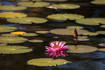 粉红色的红色的水莉莉<strong>苜蓿</strong>科<strong>花</strong>朵莉莉垫