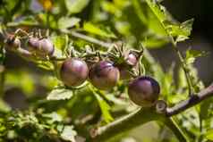 樱桃西红柿被称为吻了蓝精灵紫色的番茄