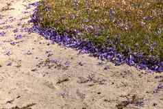 紫色的花女王的花环佩特雷亚卷曲