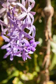 紫色的花女王的花环佩特雷亚卷曲