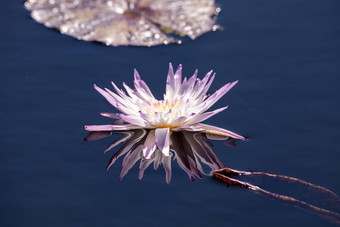 苍白的紫色的水莉莉苜蓿科花朵