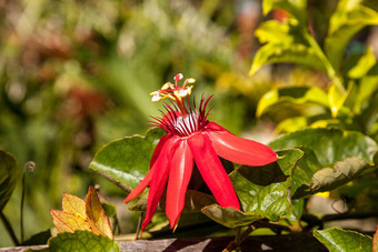 朱红色火焰红色的西番莲被称为西番莲miniata