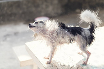 特写镜头波美拉尼亚的狗闪烁水浴太阳
