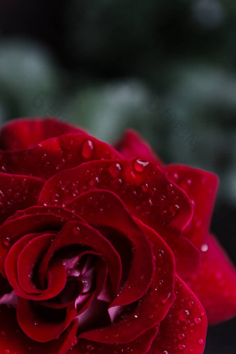 宏图像黑<strong>暗红色</strong>的玫瑰水滴极端的关闭