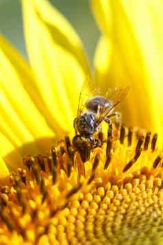 蜜蜂收集花蜜向日葵花橙色模糊