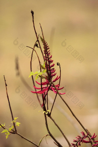 红色的珊瑚豆花刺桐属herbacea