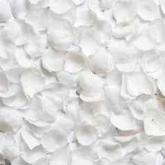 白色花瓣樱桃花朵前视图