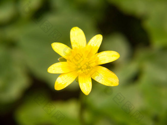 关闭较小的白屈菜黄色的花宏细节春天