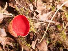 关闭朱红色精灵杯蘑菇莫斯真菌