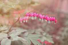 心形状的fuschia花荷色牡丹海棠破碎的心花园