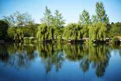 美丽的湖绿色花园花树公园鸟动物水迷人的湖仙女演讲湖树