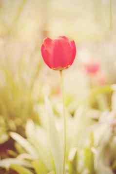 花令人惊异的红色的郁金香花绿色草背景红色的郁金香花郁金香花可爱的花颜色郁金香花彩色的花阳光明媚的花太阳太阳阴霾眩光