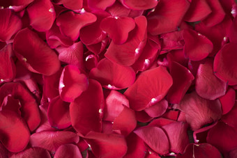 关闭红色的玫瑰花瓣花背景红色的玫瑰股票摄影风格市场营销摄影婚礼礼物卡情人节一天母亲一天背景前视图