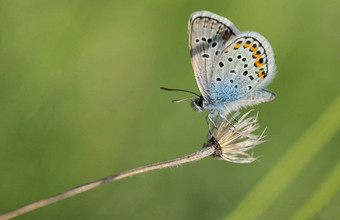 polyommatusbellargus阿多尼斯<strong>蓝</strong>色的蝴蝶