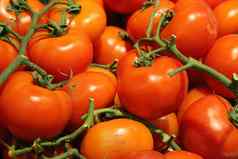 篮子新鲜的红色的素食主义者蔬菜西红柿