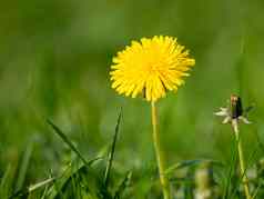 单黄色的盛开的蒲公英绿色春天草地绿色草散景背景