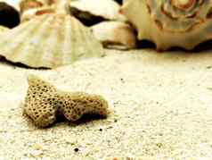 珊瑚特写镜头沙子夏天海滩季节阳光明媚的特写镜头概念壳牌