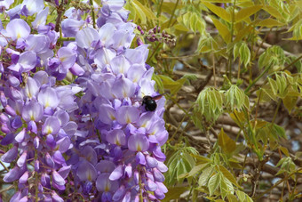 紫藤大黄蜂