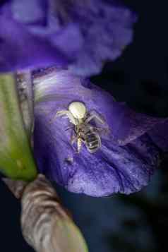 宏特写镜头白色蟹蜘蛛宴会弹出框蜜蜂蓝色的有胡子的虹膜虹膜barbata