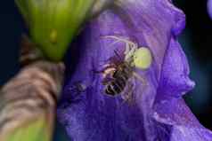 宏特写镜头白色蟹蜘蛛宴会弹出框蜜蜂蓝色的有胡子的虹膜虹膜barbata