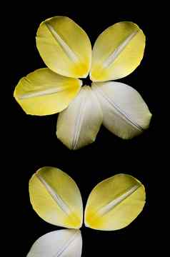 黄色的花瓣郁金香安排圆