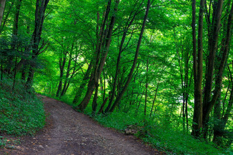 路径公园绿色树夏天一天