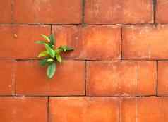 小树日益增长的橙色瓷砖墙