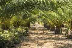 行小棕榈树棕榈树农场