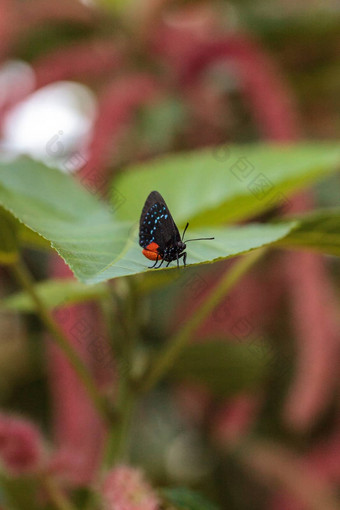 黑色的橙色红色的Atala蝴蝶被称为欧迈俄斯Atala佩尔什