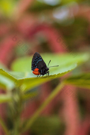黑色的橙色红色的Atala蝴蝶被称为欧迈俄斯Atala佩尔什