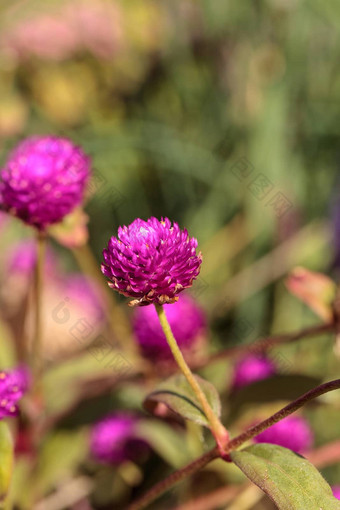 Gomphrenaglobosa紫色的花花朵