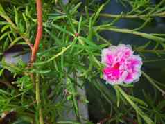 粉红色的马齿苋属的植物花自然