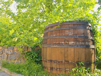 乡村酒桶酒背景欧洲捷克共和国南摩拉维亚